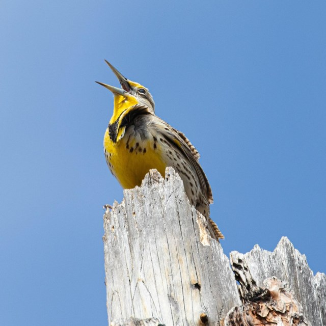 a yellow meadowlark perches on a stump
