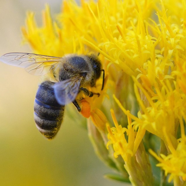 bee hovers next to a yellow flower