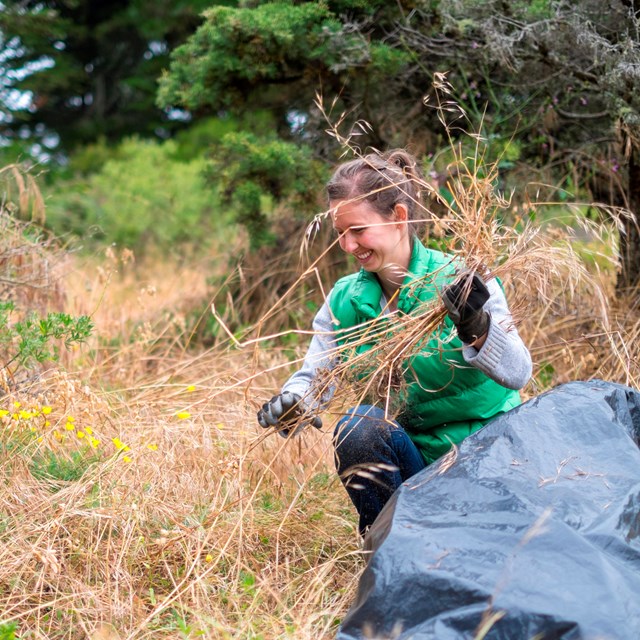woman crouches in grassy area and puts pulled invasive species in a bag