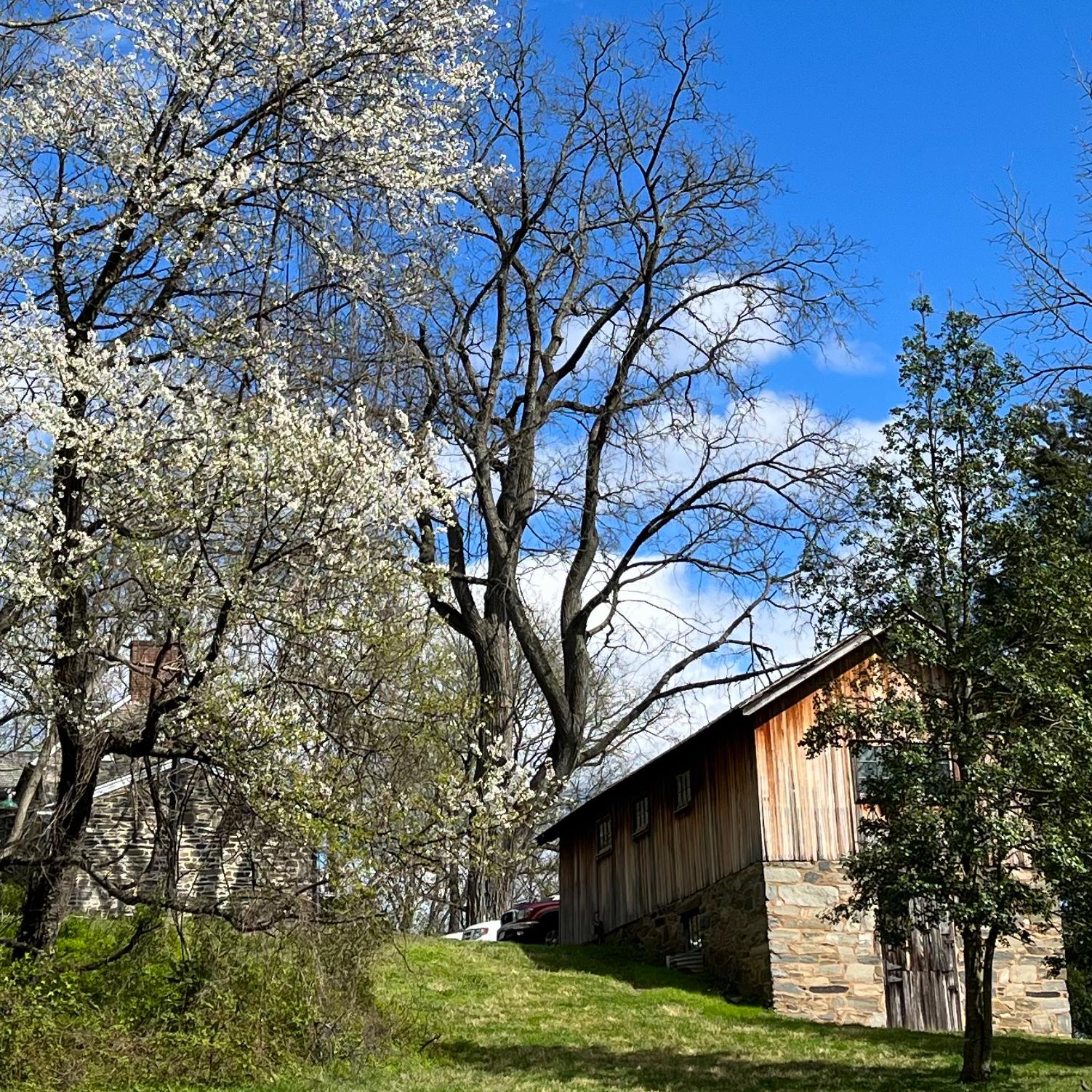 White blossoms cover the branches of a cherry tree with a shed behind other trees on a hillside