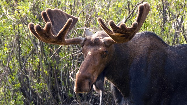 Bull Moose