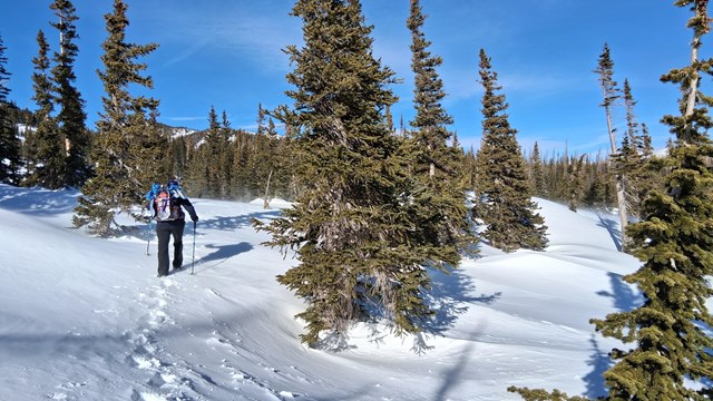 A person is snowshoeing on a trail with wind-drifted snow and pine trees