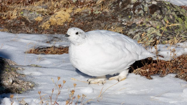 A White-tailed Ptarmigan is seen on a grey rock next to brown grasses in its white winter plumage.