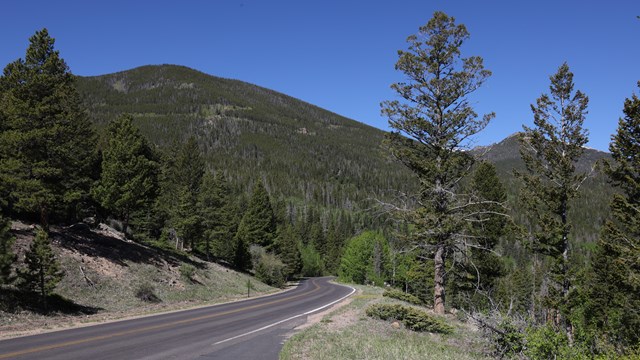 A road in RMNP is lined with aspen trees with green leaves