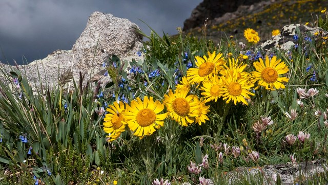A cluster of Old Man of the Mountain flowers are blooming on the alpine tundra