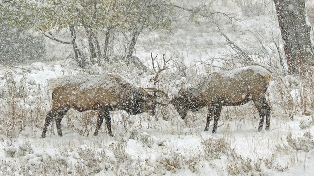 Two bull elk are sparring in a snowstorm