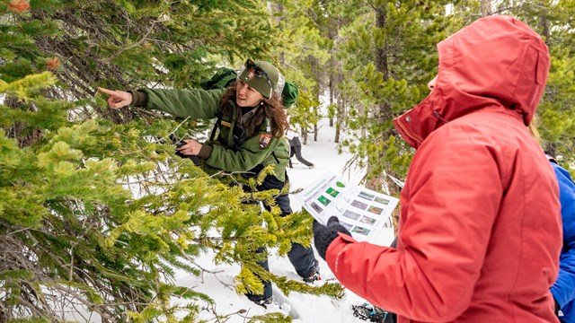 A park ranger is telling a visitor about one of Rocky's pine trees on a winter snowhoe hike