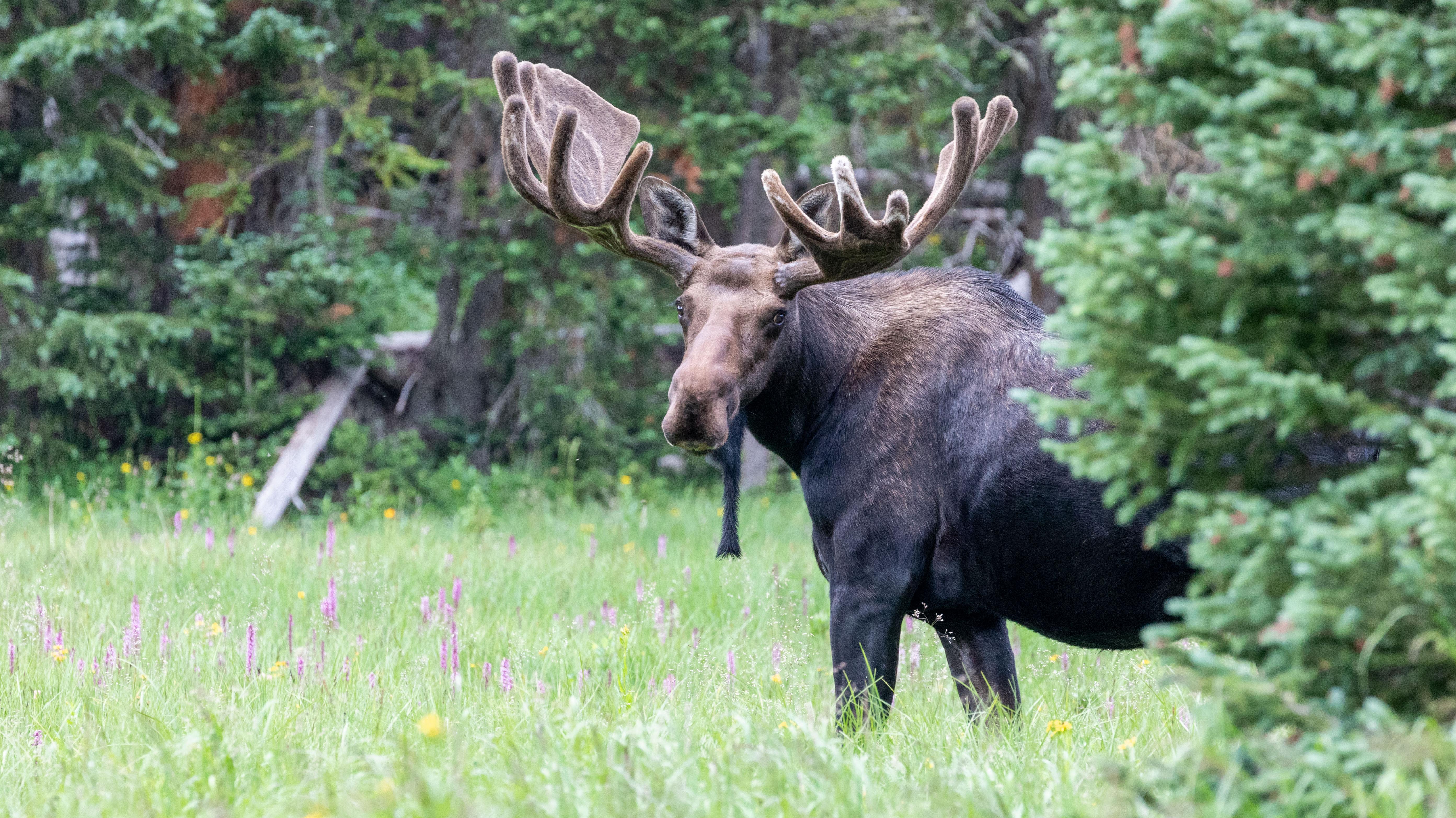 A bull moose is standing in a meadow near pine trees