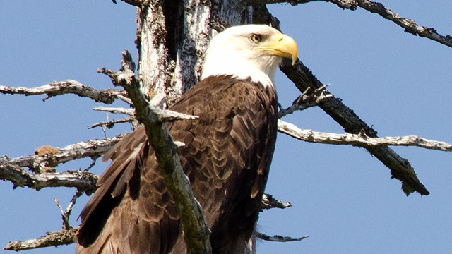Bald eagle in a tree.