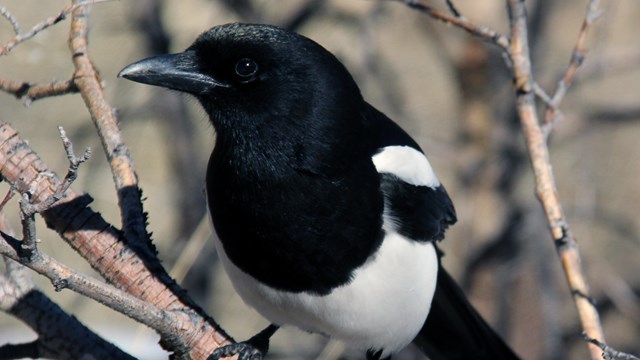 Magpie on a tree branch in winter