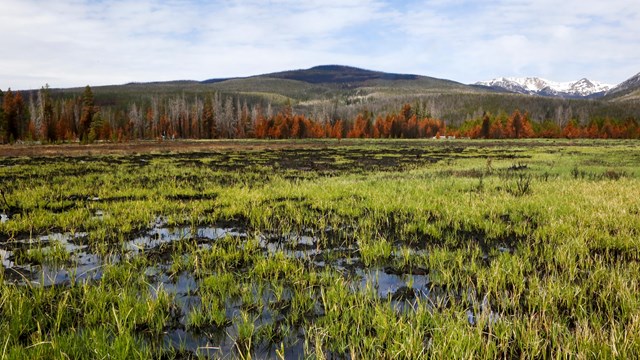 View of water in wetlands areas of the Kawuneeche Valley, with pine tree forests in the distance