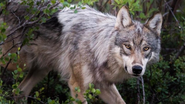 A close up shot of a gray wolf in vegetation.