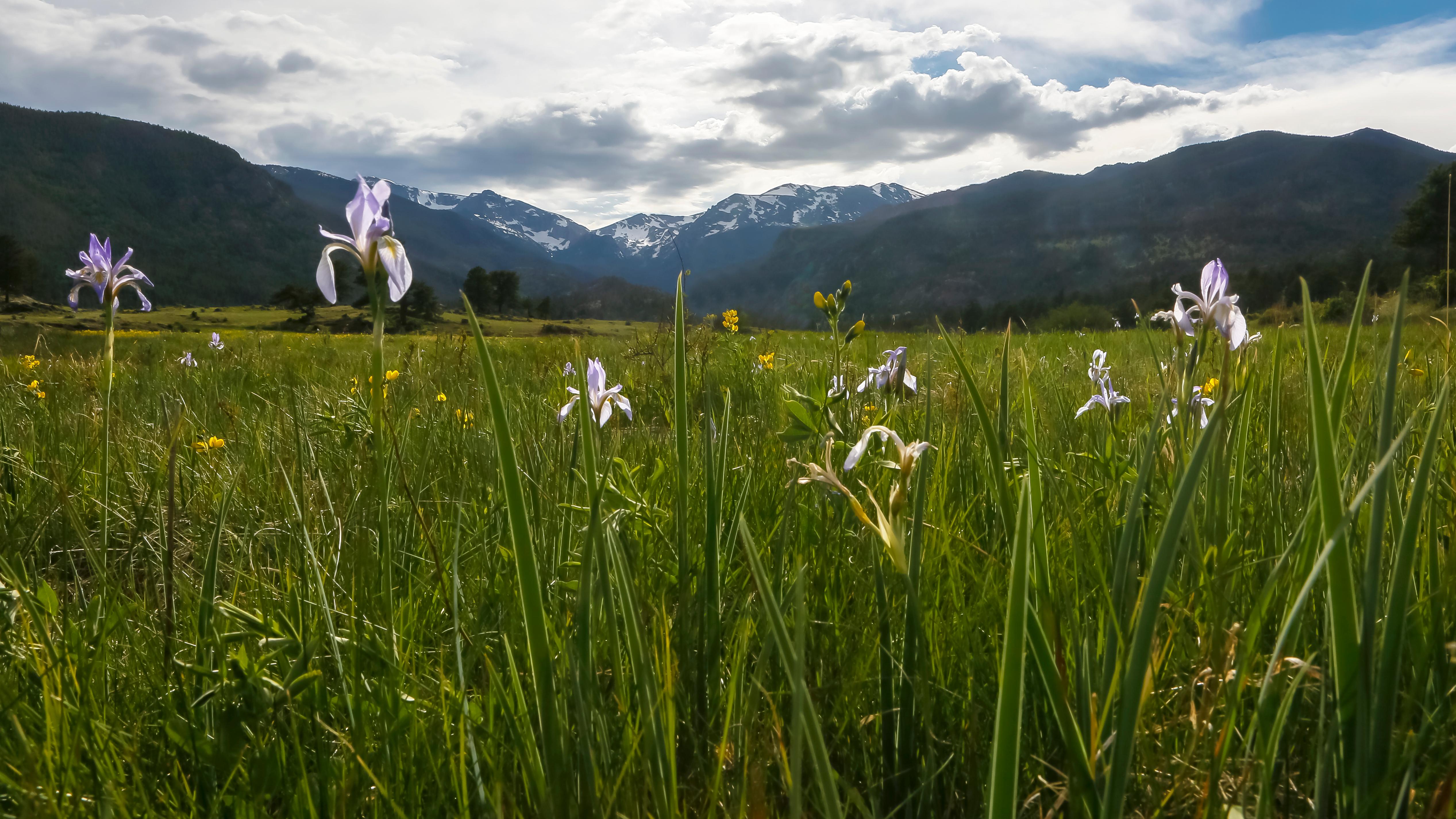 Mountain Iris bloom in early summer