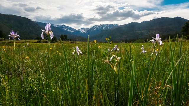 Mountain Iris bloom in early summer