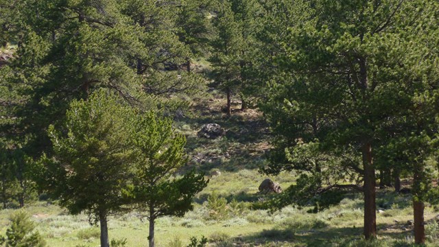 Ponderosa Pine 