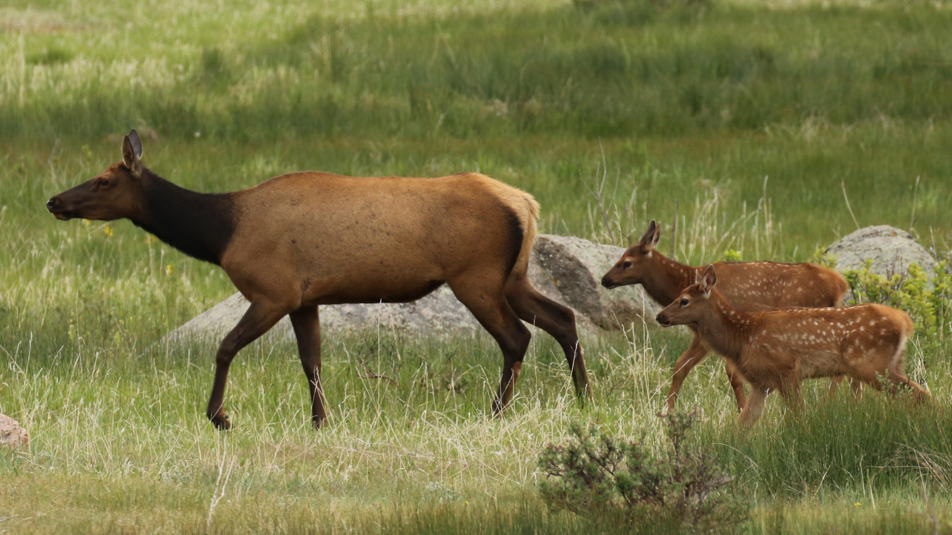 A cow elk in spring is walking with two young calves