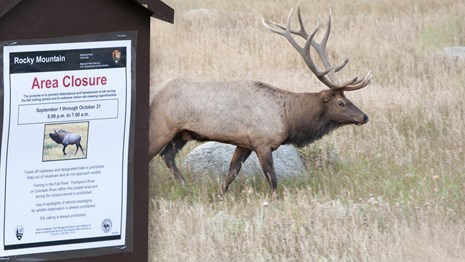An elk walks behind an "Area Closed" poster.