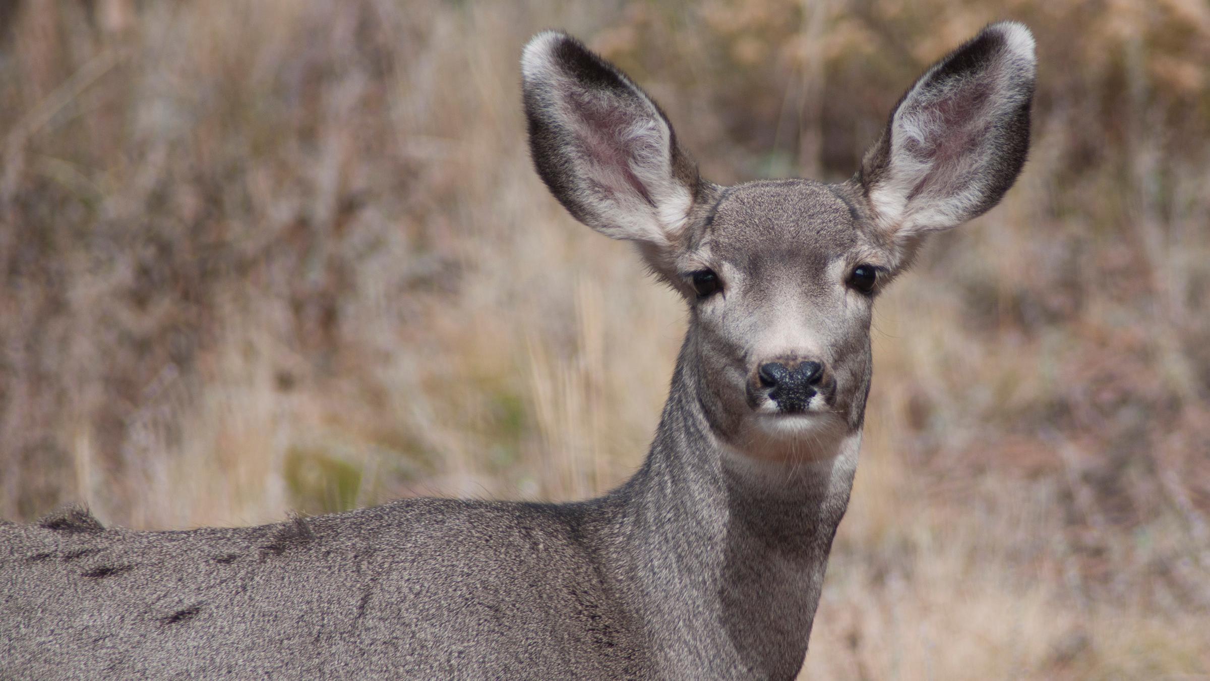 Mule Deer are usually found in small groups in the trees.