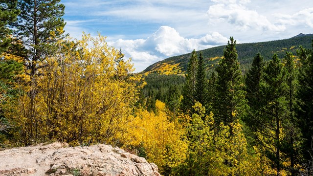 Leaves on Aspen trees are beginning to change from green to gold