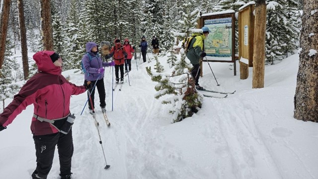 A group of seven people are cross-country skiing in on a trail in the park.