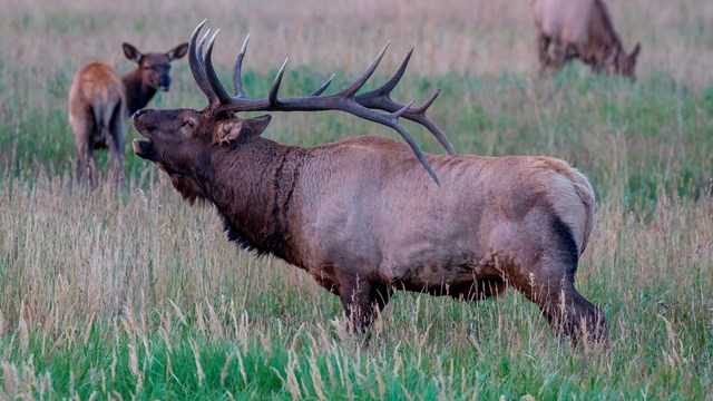 A bull elk bugles in autumn. 