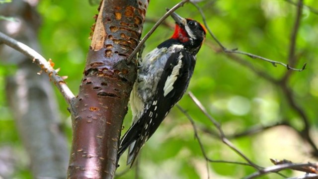 sapsucker