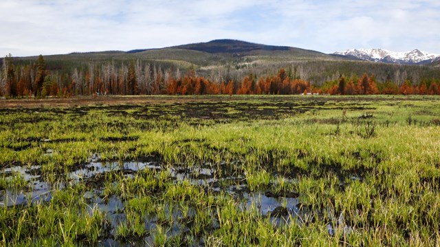 Landscape view of a wetland area in the Kawuneeche Valley, with vegetation surrounded by water