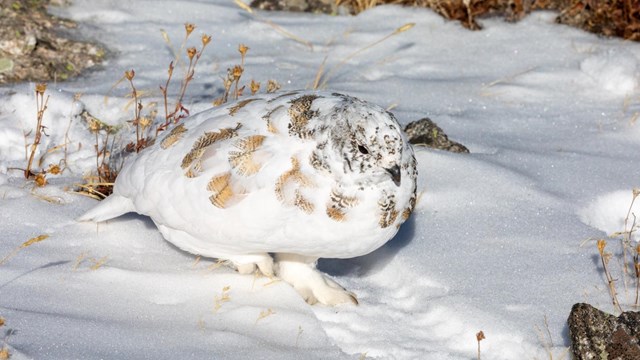 White-tailed Ptarmigan