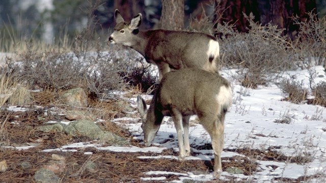 Two Mule deer are grazing on grasses among patches of snow 