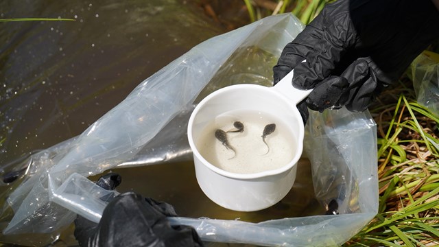 Boreal toad tadpoles