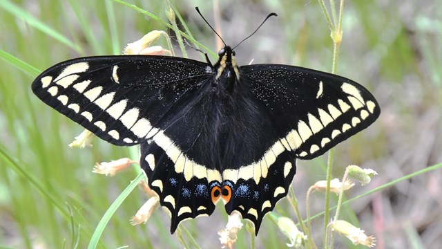 Swallowtail Butterfly