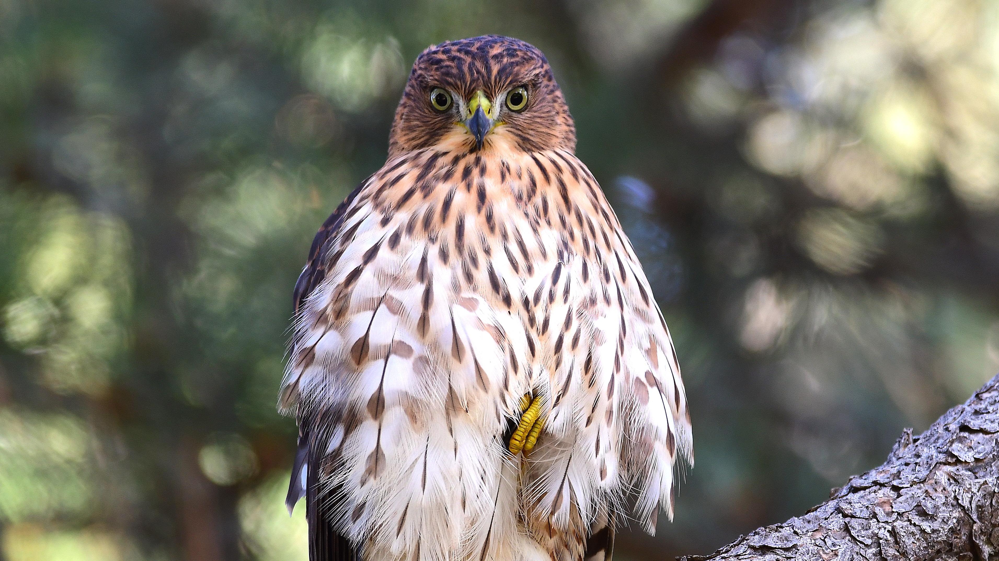 A Coopers Hawk is perched on a tree branch
