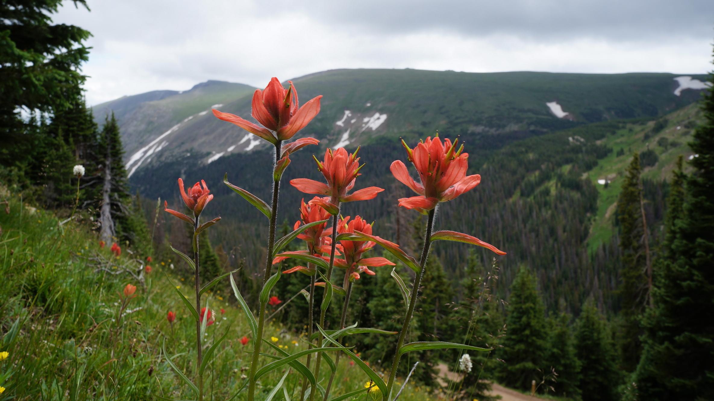 Scarlet Paintbrush