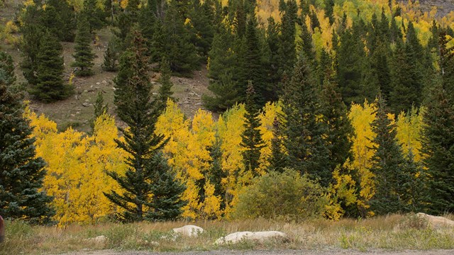 Golden aspens color the pine forest in RMNP.