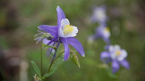 Columbine, which is the state flower of Colorado, is abundant in the park.
