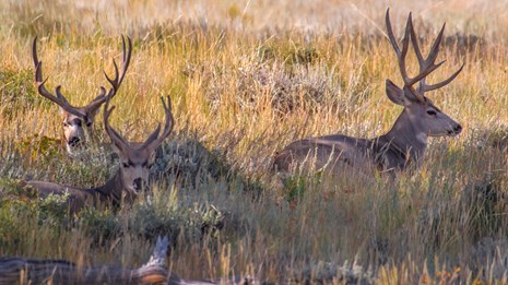 Two mule deer bucks are laying down in a golden brown grassy meadow