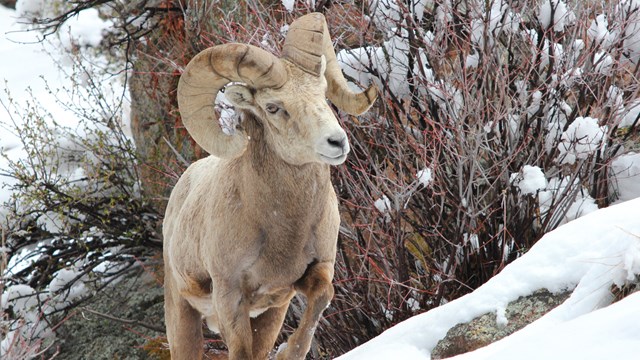 A Bighorn Sheep ram in snow