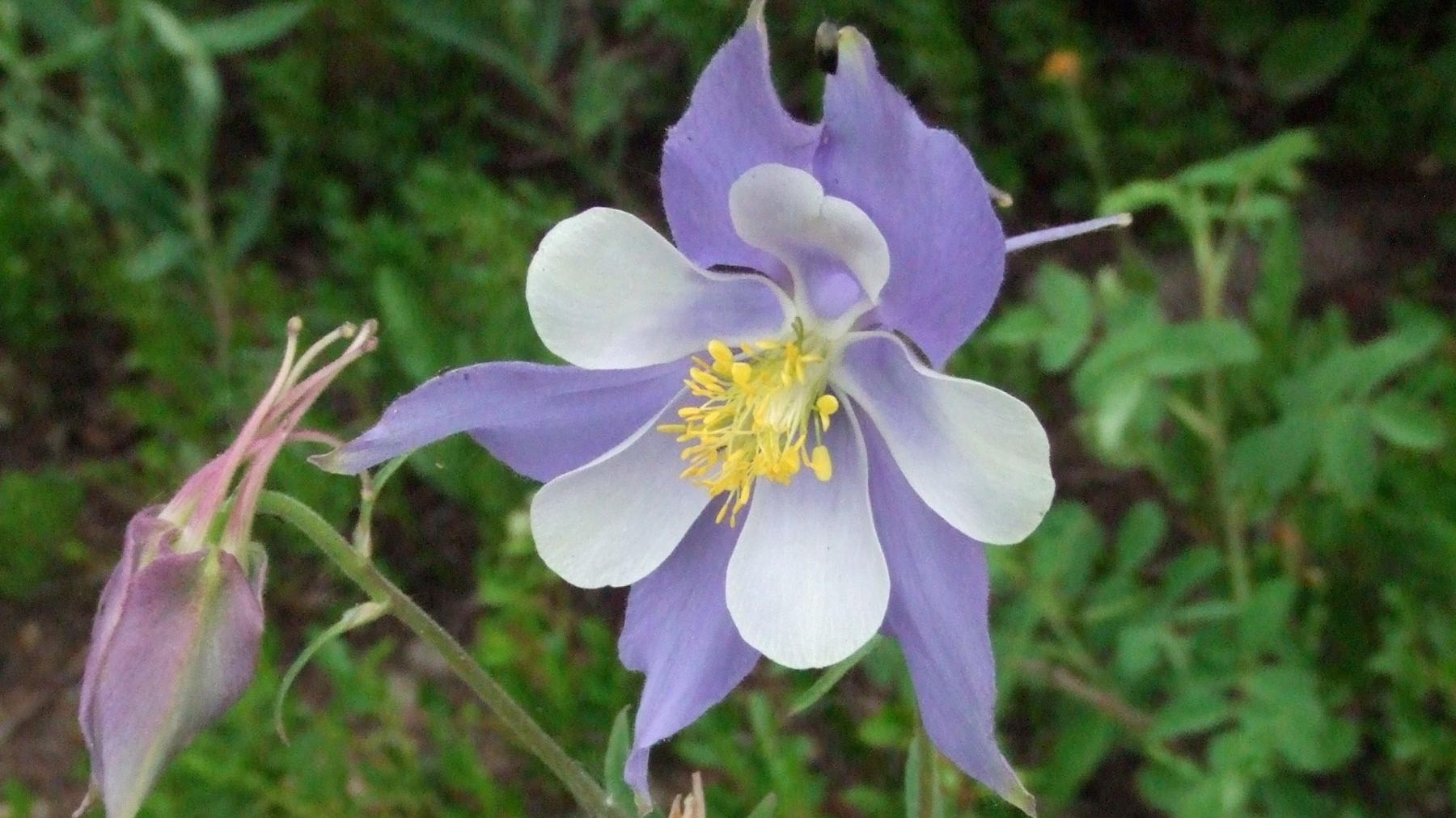 Rocky Mountain Columbine