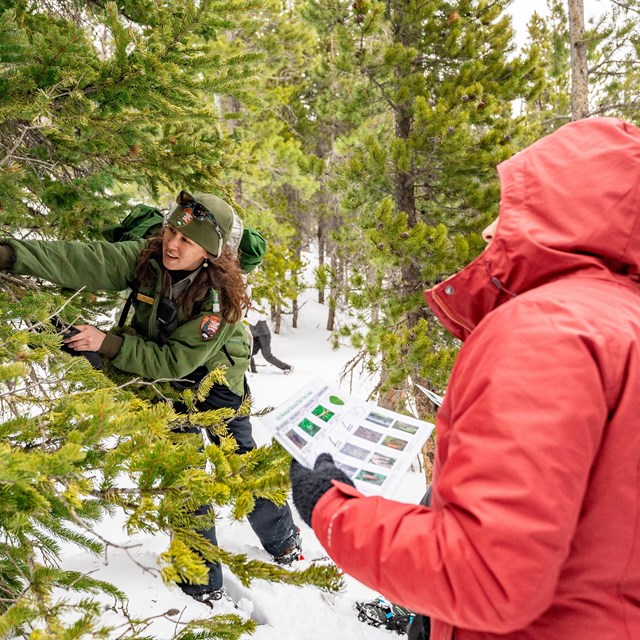 A park ranger is telling a visitor about one of Rocky's pine trees on a winter snowhoe hike