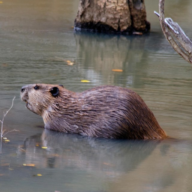 A beaver is swimming in a pond