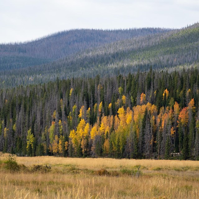A few of aspen on a hill side turning to gold