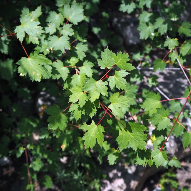 A close up view of Rocky Mountain Maple leaves