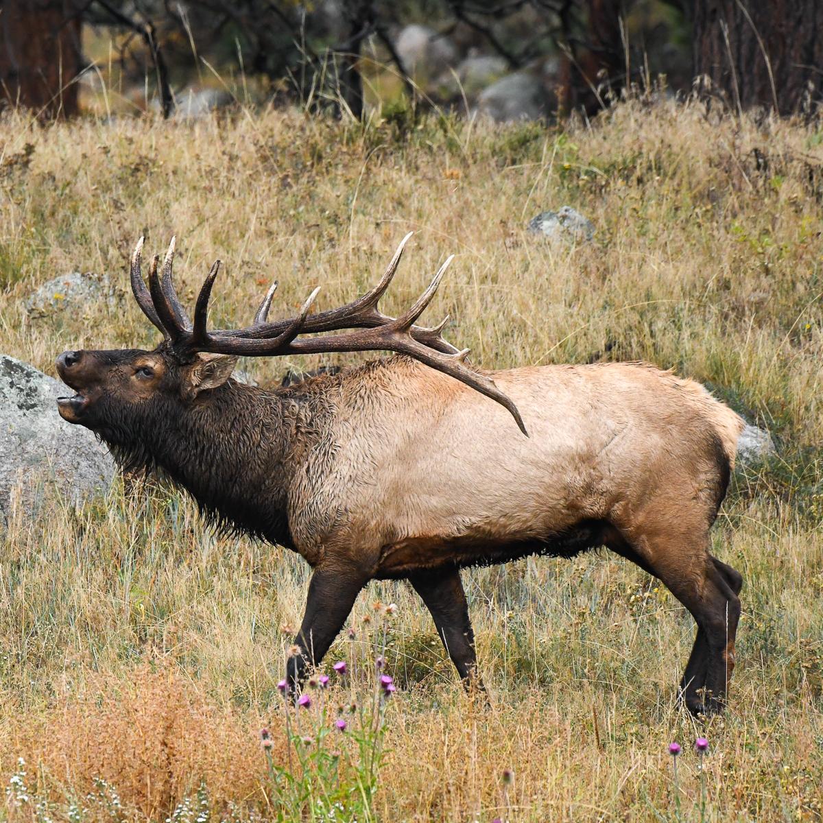 Link to Wildlife Soundscapes Index
