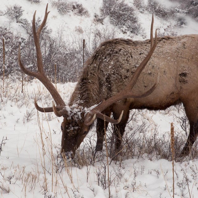 A cow elk is with her newborn calf in a meadow