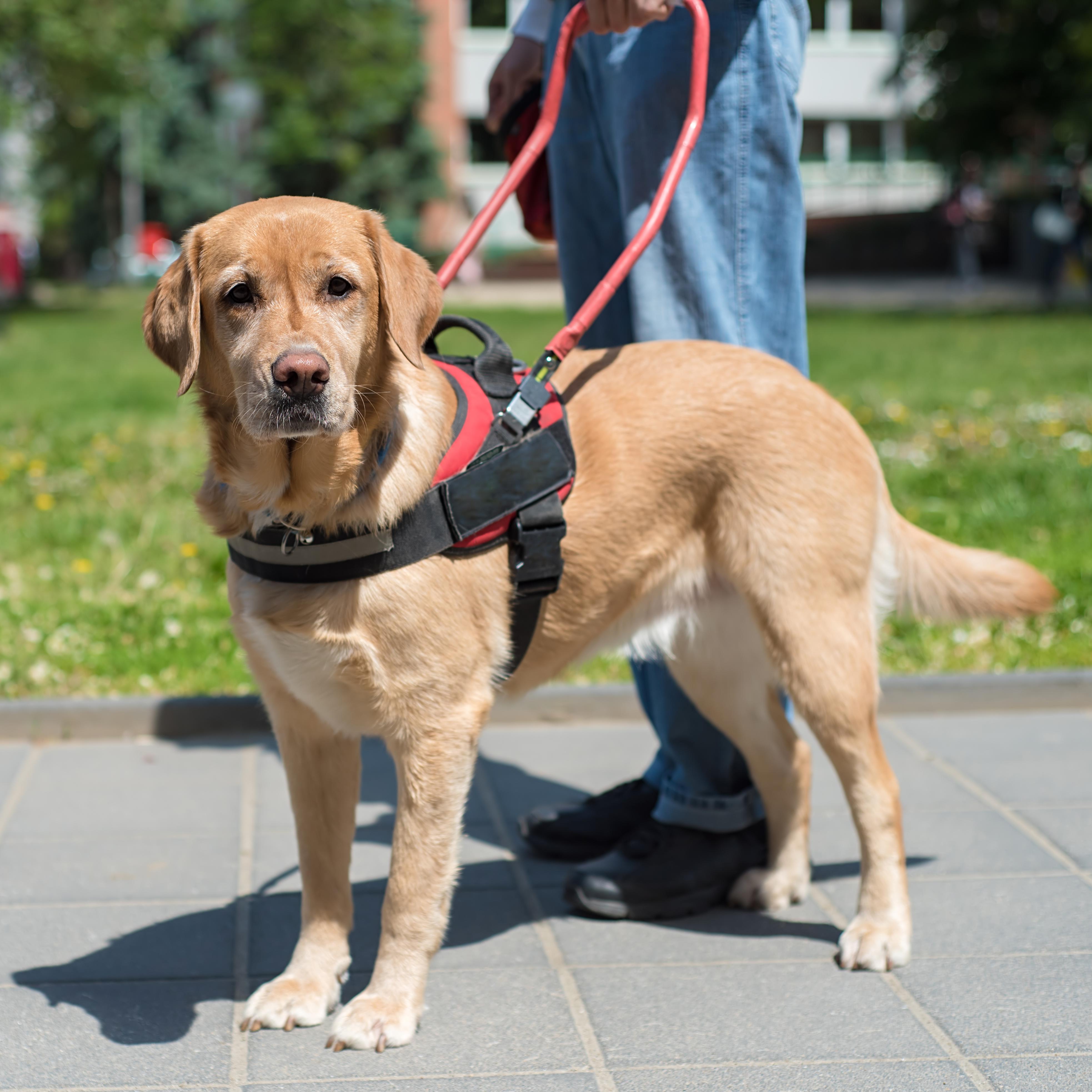 A golden retriever wearing a harness.