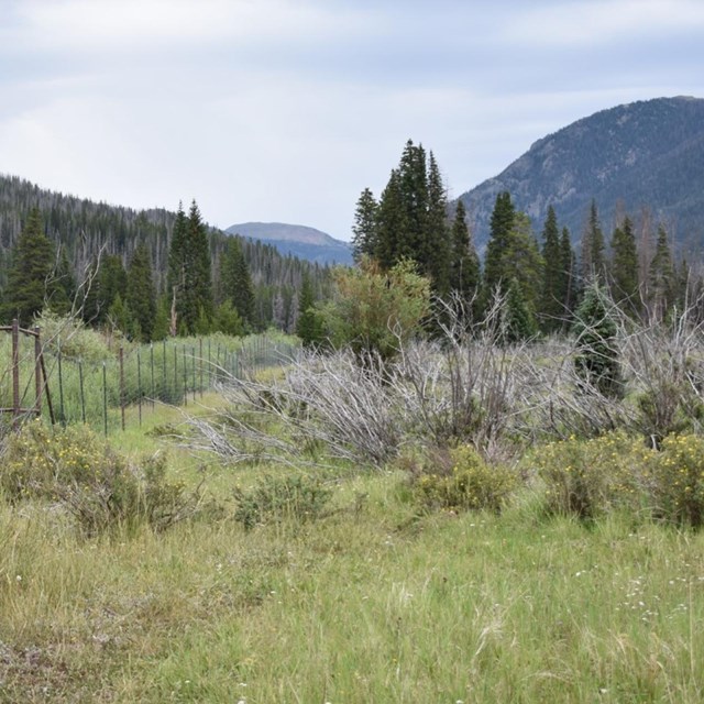Tall grasses are growing in an open meadow in summer in the Kawuneeche Valley