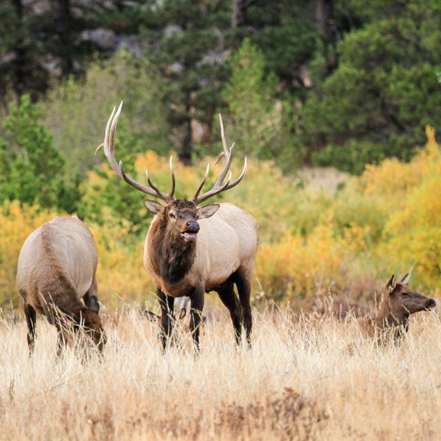 A bull elk is next to two cow elk in a meadow in September