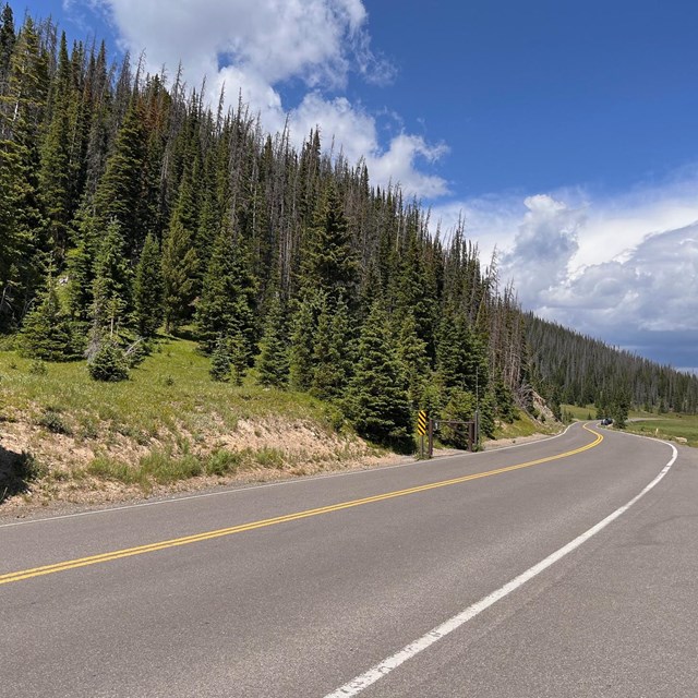 View of a section of Trail Ridge Road lined with pine trees on a sunny day.