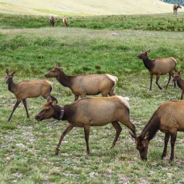 A group of elk on the tundra