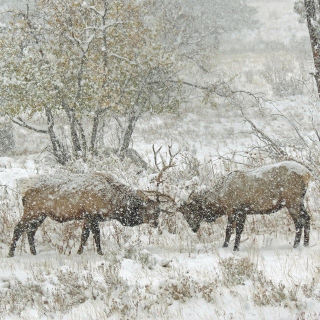 Two bull elk are sparring in a snowstorm